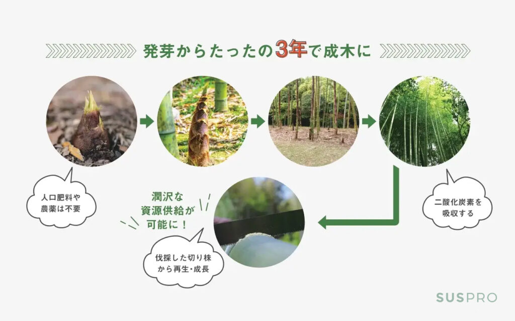竹の成長とサステナブルなポイント